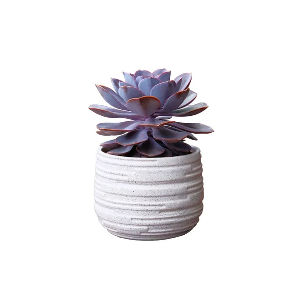 Purple succulent house plant in white pot isolated on white background. — Stock Photo, Image