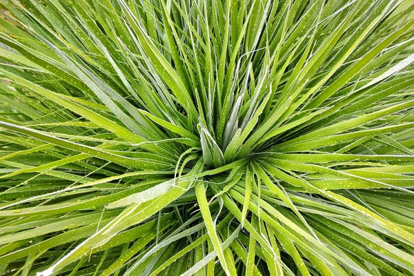 Modèle de feuille fraîche verte Yucca avec des gouttelettes d'eau . — Photo