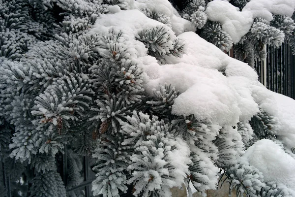 Rígido de abeto na neve de perto. Ramo do abeto coberto com geada . — Fotografia de Stock