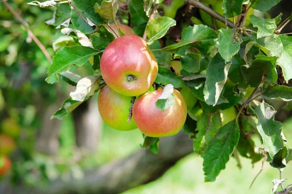 Maçãs vermelhas suculentas orgânicas penduradas em um galho de árvore no pomar de maçãs. Colheita de outono . — Fotografia de Stock