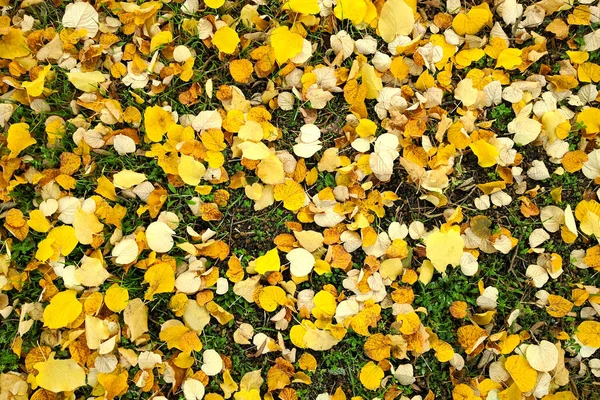 Folhas de outono amarelas na grama verde, fundo. Imagem de folhas de outono é ideal para uso sazonal . — Fotografia de Stock