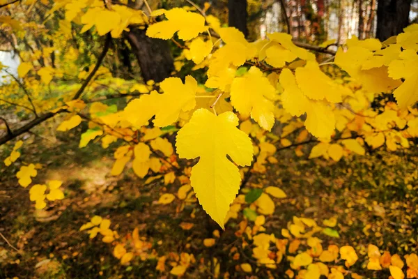 Feuilles jaunes brillantes sur un fond flou d'arbres d'automne . — Photo