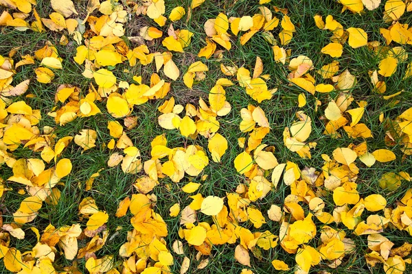 Folhas de outono amarelas na grama verde, fundo. Imagem de folhas caídas perfeitas para uso sazonal . — Fotografia de Stock