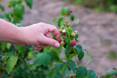 Parlak ahududu çiftlikte tespit. Ahududu Sonbahar sezonunda toplama çiftçi el.