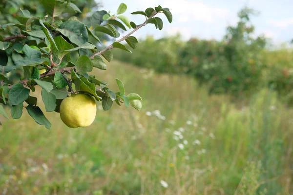Marmelo numa manhã fria de Outono. As maçãs de marmelo amarelas orgânicas na árvore estão prontas para colher . — Fotografia de Stock