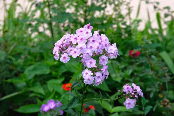 Fiori viola brillante su sfondo verde sfocato. Close up bei fiori viola in fiore nel verde lussureggiante del giardino . — Foto Stock