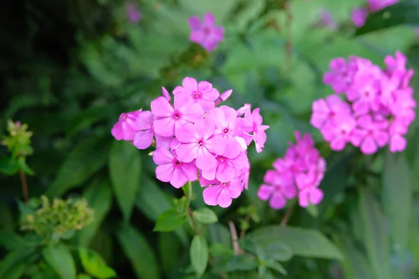 Lila ljusa blommor på suddiga grön bakgrund. Stäng upp vackra violetta blommor i frodig grönska i trädgården. — Stockfoto