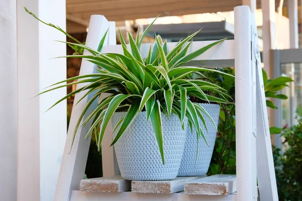 Chlorophytum ahşap raf beyaz saksının içinde. Süs bitkileri tencerede. Variegatum, comosum houseplant. Örümcek bitki.