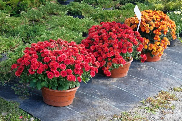 Giardino negozio con fiori. Cespugli con crisantemi rossi e arancioni in pentole in negozio di giardino. Vivaio di piante e alberi per il giardinaggio . — Foto Stock
