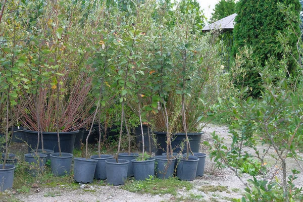 Garden shop. Seedlings of trees in pots in garden store. Nursery of plant and trees for gardening.