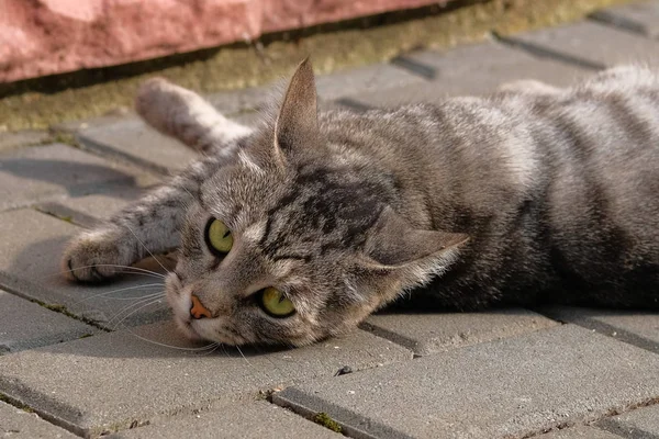Katze mit grünen Augen entspannt sich auf der Straße und schaut in die Kamera. schöne grau gestreifte Katze auf dem Bürgersteig. — Stockfoto