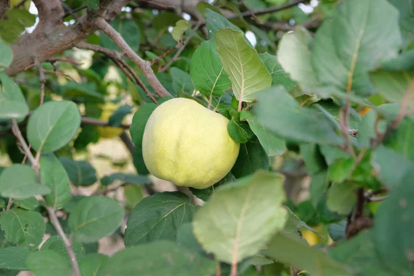 Ramo de árvore com frutos maduros de marmelo e folhas em jardim de quarto de crianças. Marmelo em galho na árvore no outono . — Fotografia de Stock