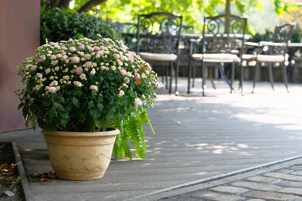 Topf mit beigen Chrysanthemen im Sommer Outdoor-Café. Blumen im Tontopf auf verschwommenem Hintergrund. — Stockfoto