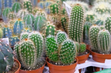 Çeşitli bahçe dükkan küçük tencere dikenli kaktüs bitki yeşil. Mağazada satılan kaktüs.