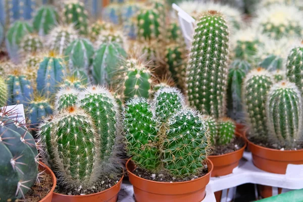 Varias plantas de cactus verde con espigas en macetas pequeñas en la tienda de jardín. Cactus vendidos en tienda . — Foto de Stock