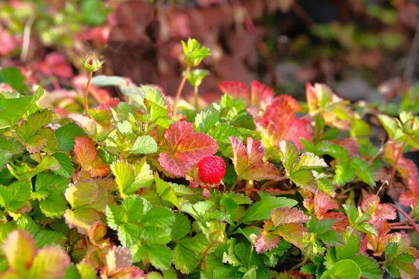 La fraise sauvage rouge pousse sur le buisson vert. Gros plan sur les fraises. Cueillette des baies en forêt . — Photo