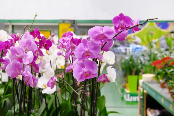 Mor ve beyaz orkide ve diğer houseplants bahçe dükkan küçük tencere. Mağazada satılan çeşitli orkide.