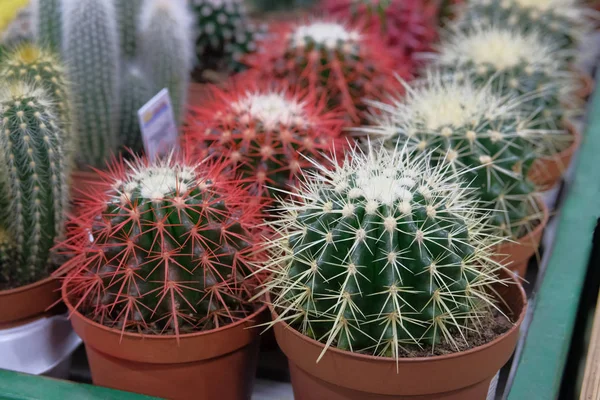 Olika gröna och röda kaktus växter med spikar i små krukor i Trädgårdsbutik. Kaktus som säljs i butik. — Stockfoto