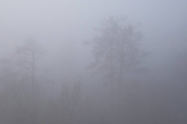 Kalın beyaz sabah sis içinde neredeyse görünmez ağaçlarının dalları. Orman Hava nem. Gizemli manzara.