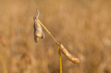 Olgunlaşma döneminde genetiği değiştirilmiş soya alanındaki bakla. Soya alanının hasat.