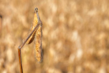 Soya bakla olgunlaşma döneminde sarı alanda olgun. Soya tarım. Hasat.
