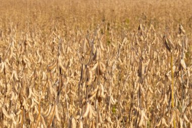 Değiştirilmiş soya bakla olgunlaşma döneminde sarı alanda olgun. Soya tarım. Hasat.