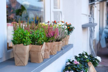 Çiçek Dükkanı vitrin bir şehir sokak üzerinde. Dekoratif baharatlı Saksı bitkileri satılmamaktadır. Küçük işletme. Çiçekler teslim.