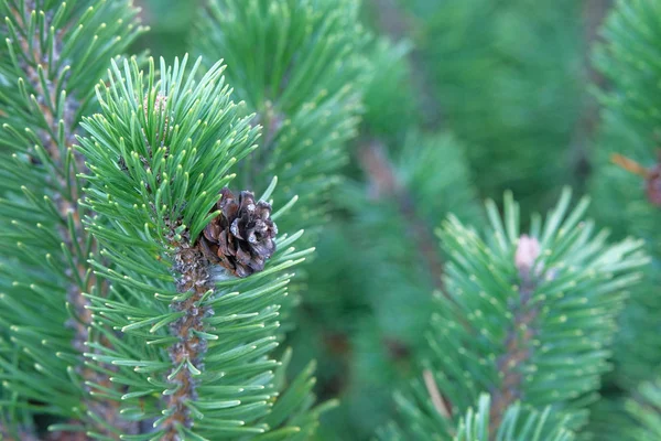 Green fresh fir branch with cone in forest on blurred background. Medicinal plant (Pinus sylvestris) with rich source of vitamins, minerals, and antioxidants. — Stock Photo, Image