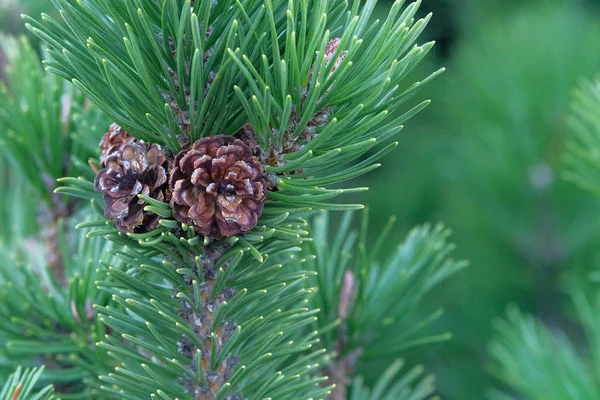 Green fresh fir branch with cones in forest on blurred background. Christmas tree branches. — Stock Photo, Image