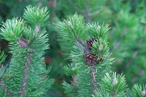 Green fresh fir branch with cones in forest on blurred background. Medicinal plant (Pinus sylvestris) with source of vitamins, minerals, and antioxidants. — Stock Photo, Image