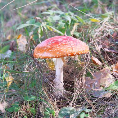 Sinek mantarı. Kırmızı vahşi zehirli sinek Agaric mantar ormanında sonbahar kuru yapraklar arasında.