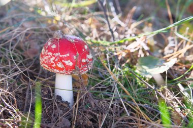 Sinek mantarı. Kırmızı vahşi zehirli sinek Agaric mantar ormanında sonbahar kuru yapraklar arasında. Peri mantar.