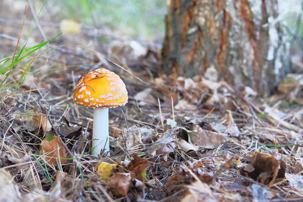 Amanita Muscaria. Czerwony dziki trujący muchomor w lesie. Muscimol blaszkowatego grzyba. — Zdjęcie stockowe