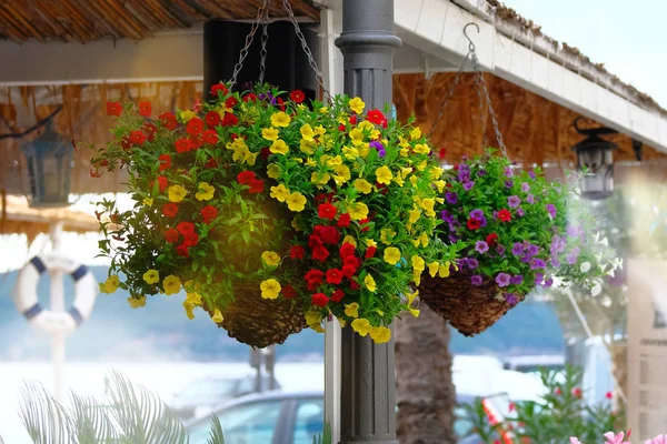 Желтые, красные и фиолетовые цветы в цветочных горшках на веранде летнего кафе. Petunia украсить летнюю террасу ресторана. Солнечный свет . — стоковое фото