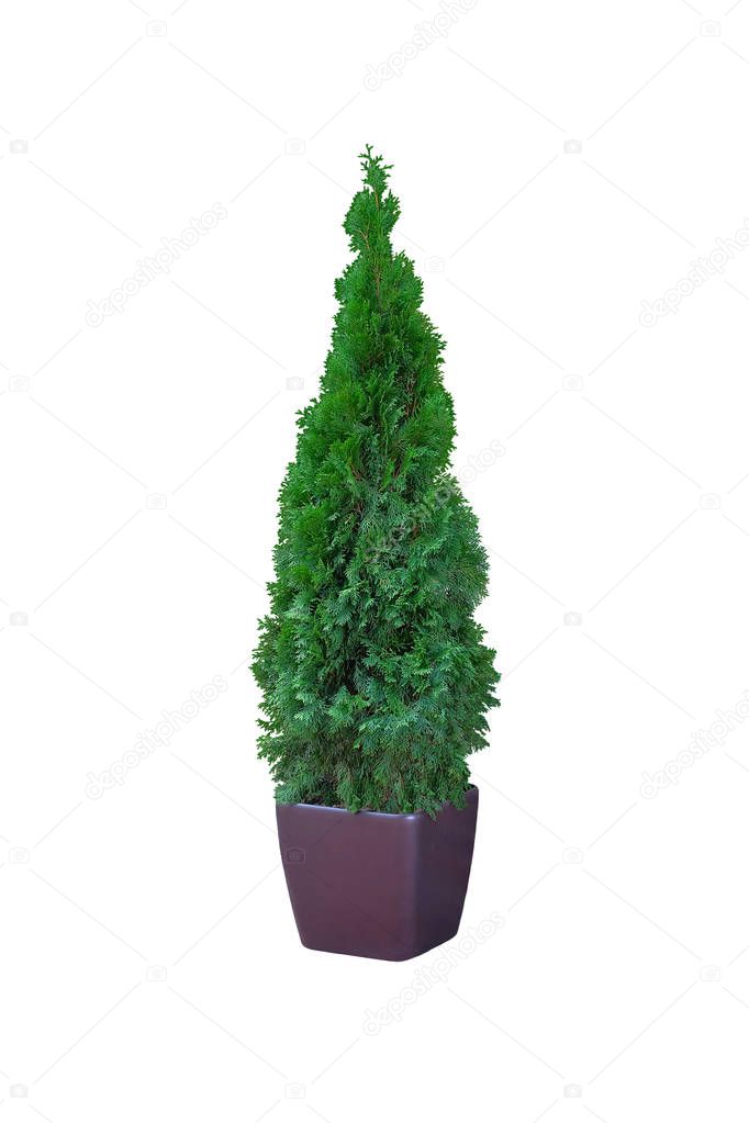 Thuja occidentalis danica, isolated on white background. Cypress in outdoor pot. Coniferous trees.
