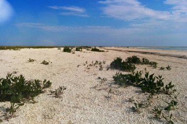 Deniz kabukları ve yeşil çalılar ile geniş kıyı şeridi, yatay. Mavi Gökyüzü bulutlu.