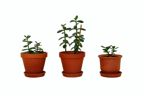 Pots with houseplant for home. Crassula ovata jade plants, money trees. Collage with juicy green Crassula in ceramic brown pots, isolated on white background. — Stock Photo, Image