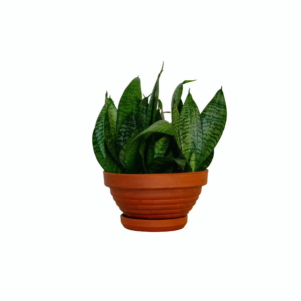 Hrnec s zelená pokojová rostlina pro domov. Sansevieria. Hahnii s tmavě zelenými listy v keramické hnědé nádoby, izolované na bílém pozadí. — Stock fotografie