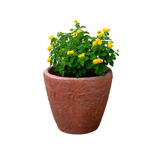 Pot with bush of green plant with yellow flowers for landscape design, isolated on white background. Bush with fresh juicy leaves in terracotta pot. — Stock Photo, Image