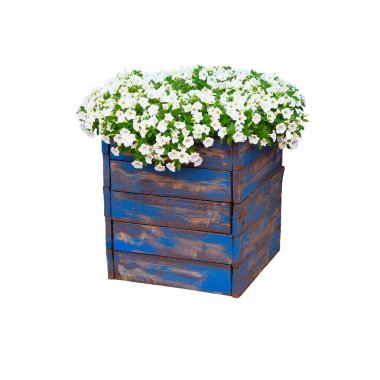 Peyzaj tasarımı için çiçeklenme bitki çalı ile Pot. Mavi ahşap saksı birçok küçük beyaz çiçekler ile Bush. Beyaz arka planda yalıtılmış.