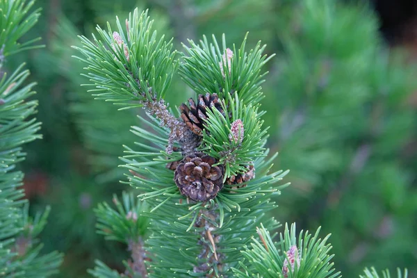 Fir branch with cone in forest on blurred background. Medicinal green fresh plant with rich source of vitamins, minerals, and antioxidants. Pinus sylvestris. — Stock Photo, Image