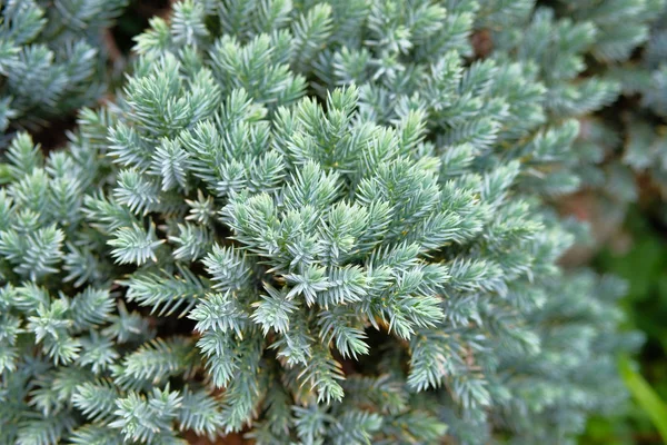 Juniper bushes in garden store. Juniper spines close up. Coniferous plant which decorate landscape and is used in herbal medicine. — Stock Photo, Image