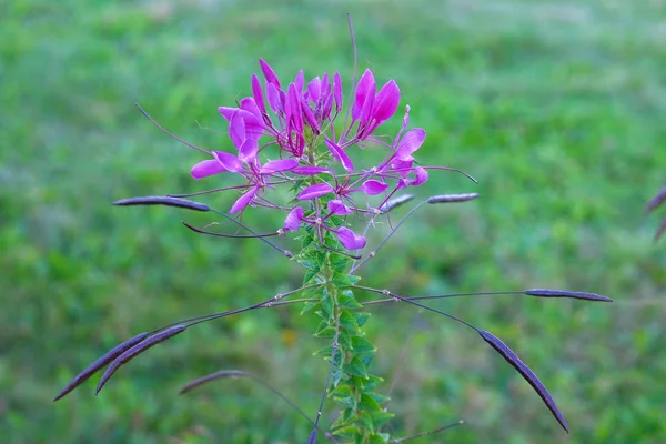 Lila blomma blommar på suddig grön bakgrund. Kronblad av violett blomma på våren. Närbild. — Stockfoto