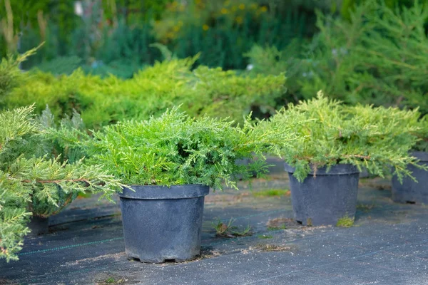 Piantine di cespugli di ginepro in pentole in primavera di deposito di giardino. Vivaio di varie piante di abete rosso verde per il giardinaggio. Cespugli di ginepro in negozio di giardino . — Foto Stock