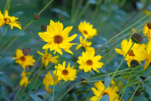 Topinambur kwiaty rosną w ogrodzie. Żółte kwiaty na tle rozmazany. Helianthus tuberosus L. — Zdjęcie stockowe