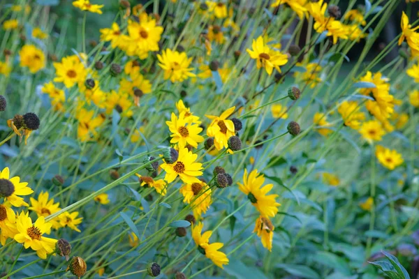 Topinambur kwiaty rosną w ogrodzie. Wiele jasnych żółtych kwiatów na tle rozmazany. Helianthus tuberosus L. — Zdjęcie stockowe