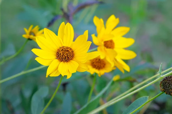 Jerusalem artichoke flowers grow in garden. Bright yellow flowers on blurred background. Helianthus tuberosus L. Close up. — Stock Photo, Image