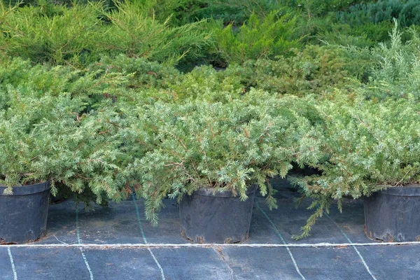 Juniper bushes in garden shop. Seedlings of juniper bushes in pots in garden store spring. Nursery of various green spruce plants for gardening. — Stock Photo, Image