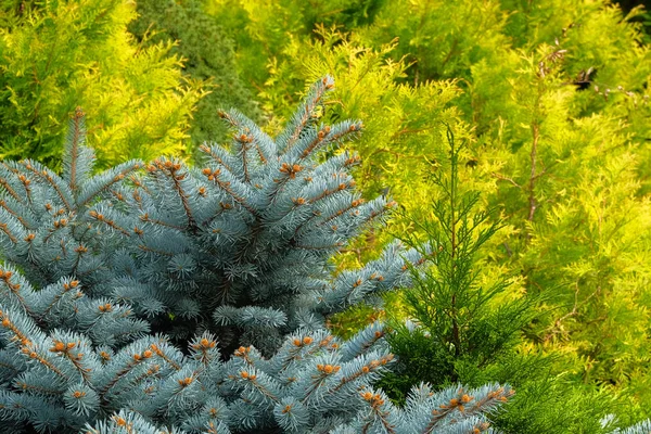 Blue spruce and green cypress in garden store. Blue spruce branches close up. Coniferous plant which decorate landscape. Garden shop. — Stock Photo, Image