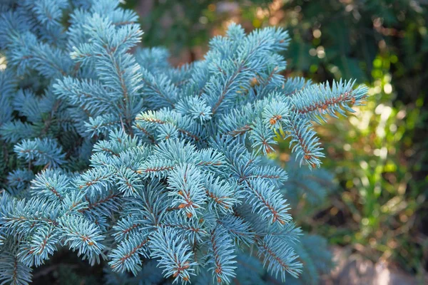 Blue spruce in garden store. Blue spruce branches close up. Coniferous plant which decorate landscape. Garden shop. — Stock Photo, Image